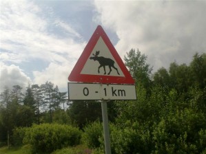łoś